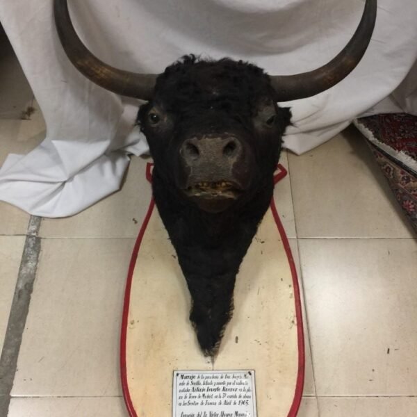 Taxidermia Toro Bravo