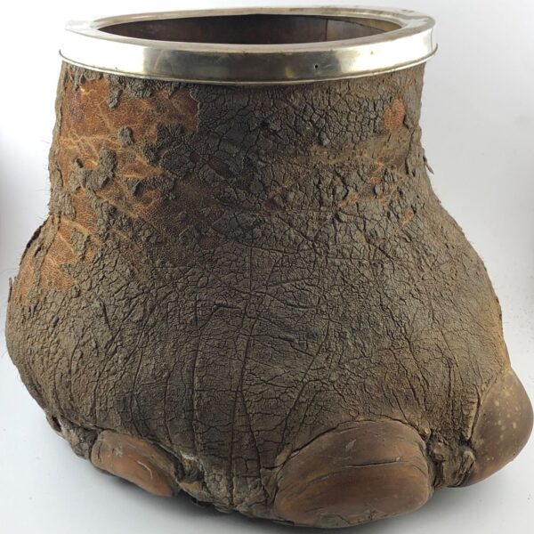 Trofeo de caza