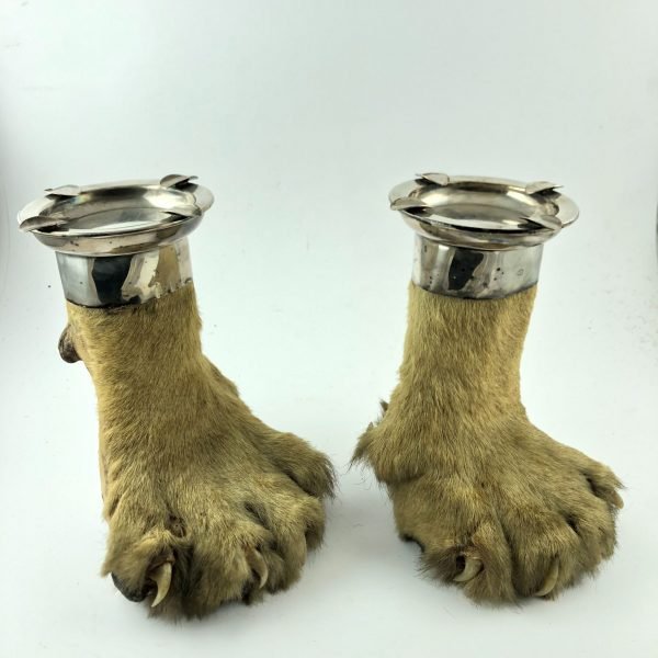Taxidermia