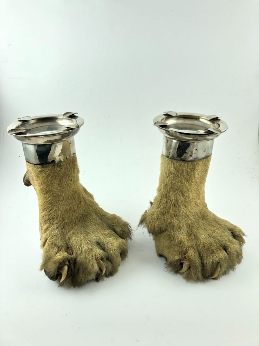Taxidermia