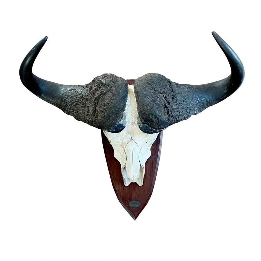 Trofeo de caza