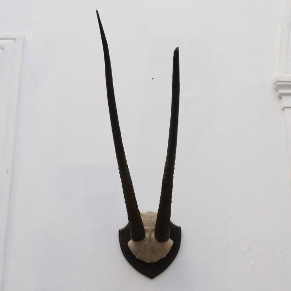 Trofeo de caza