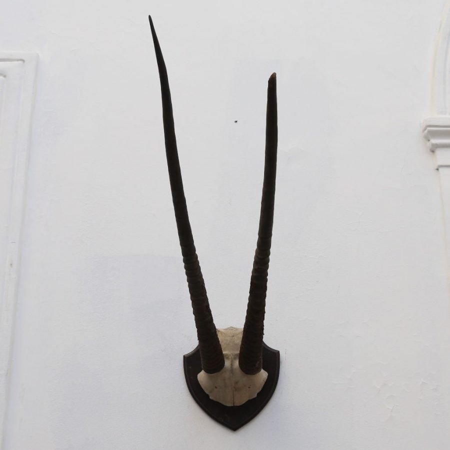 Trofeo de caza