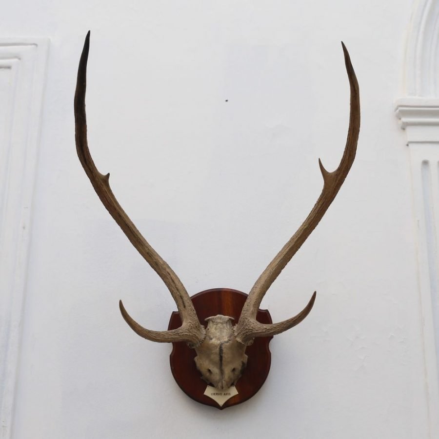 Trofeo de caza