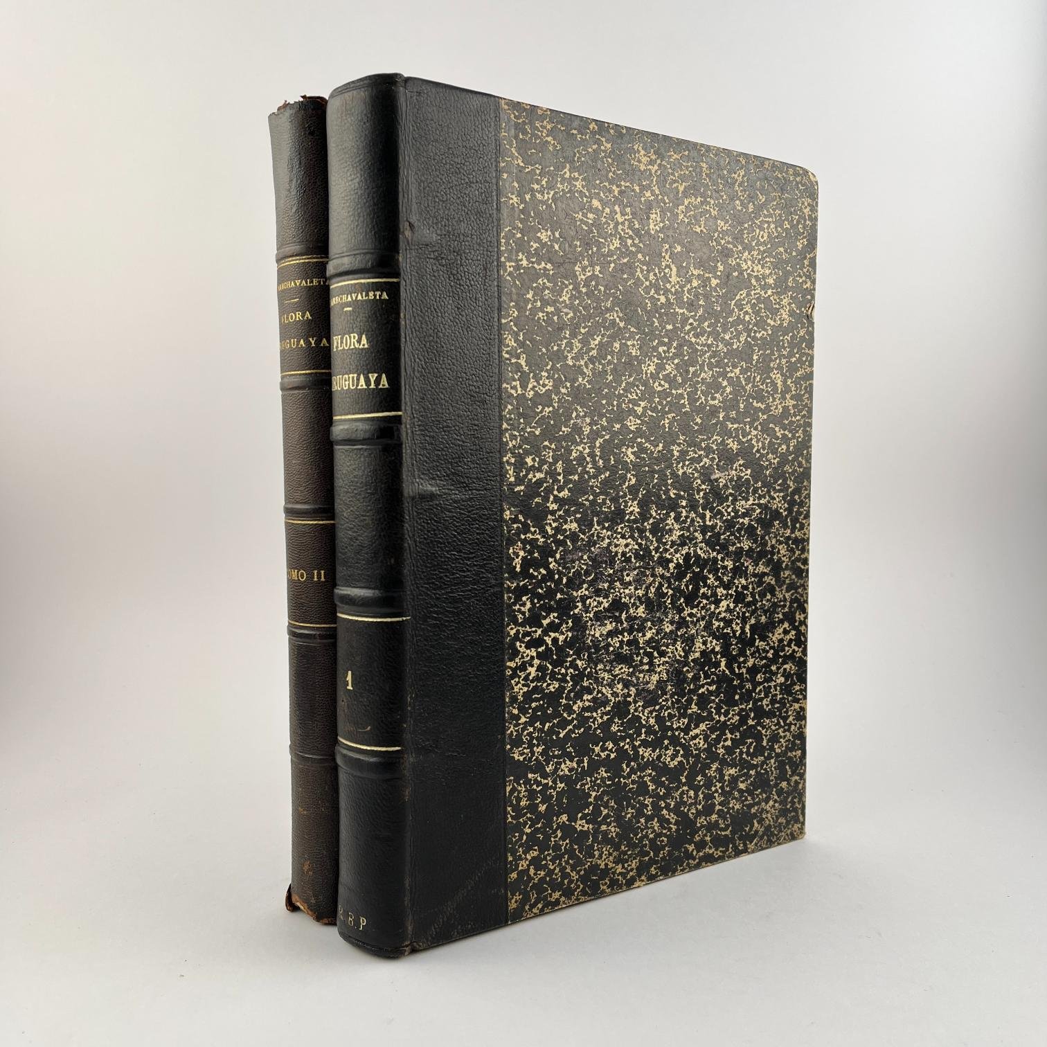 JOSÉ ARECHAVALETA
Flora Uruguaya - Imagen 2