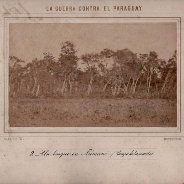 GUERRA DEL PARAGUAY,
BATE Y CÍA.
Un bosque en Ñumanó.