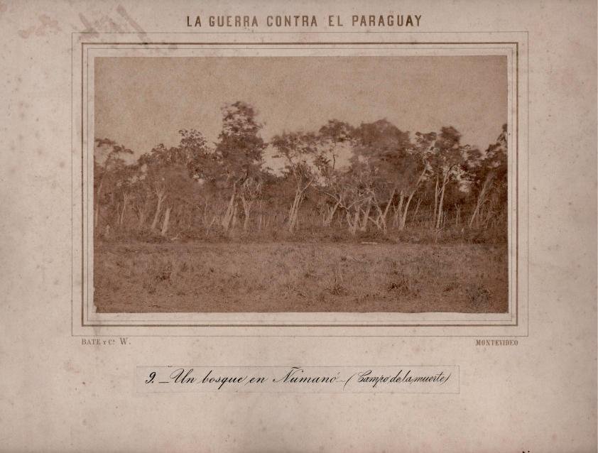 GUERRA DEL PARAGUAY,
BATE Y CÍA.
Un bosque en Ñumanó.